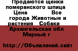 Продаются щенки померанского шпица › Цена ­ 45 000 - Все города Животные и растения » Собаки   . Архангельская обл.,Мирный г.